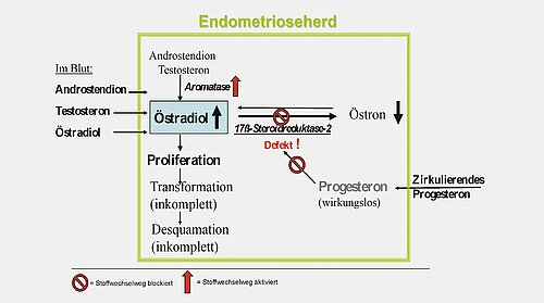 endometriose_abb_7.jpg