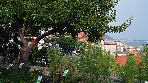 Foto: Blick auf Salerno mit einem Baum im Vordergrund