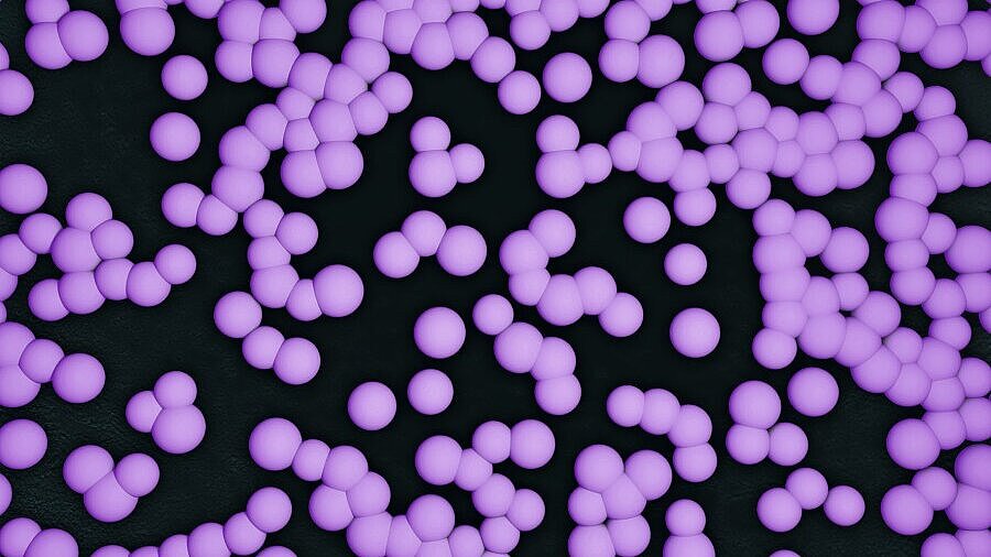 Der Staphylokokkus aureus Bakteriämie (SABak) den Kampf angesagt!