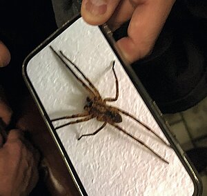 senckenberg_nosferatu_spinne_f_asb.jpg