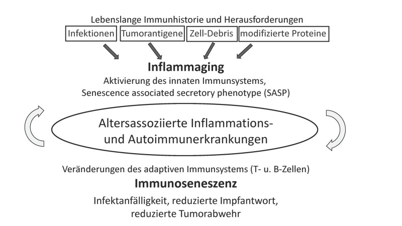 abb_1_schema_immunosenezenz_inflammaging_neu.jpg