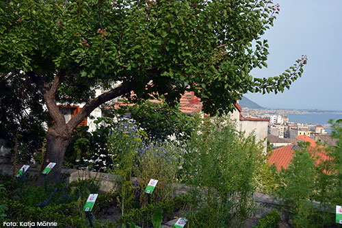 Foto: Blick auf Salerno mit einem Baum im Vordergrund